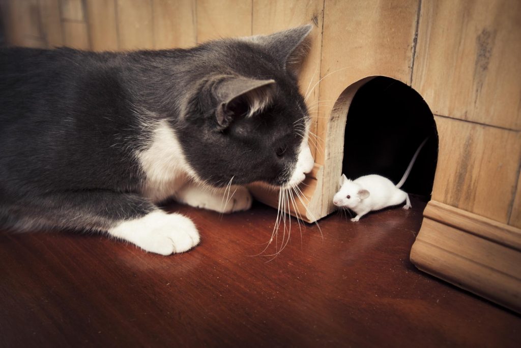 Mon Chat Ramène Des Souris Vivantes Mon chat me rapporte des souris mortes ! | Dog & Cat’pattes