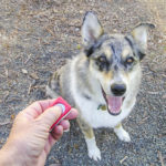stage clicker training
