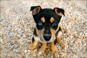 adoption chien chiot conseils propreté