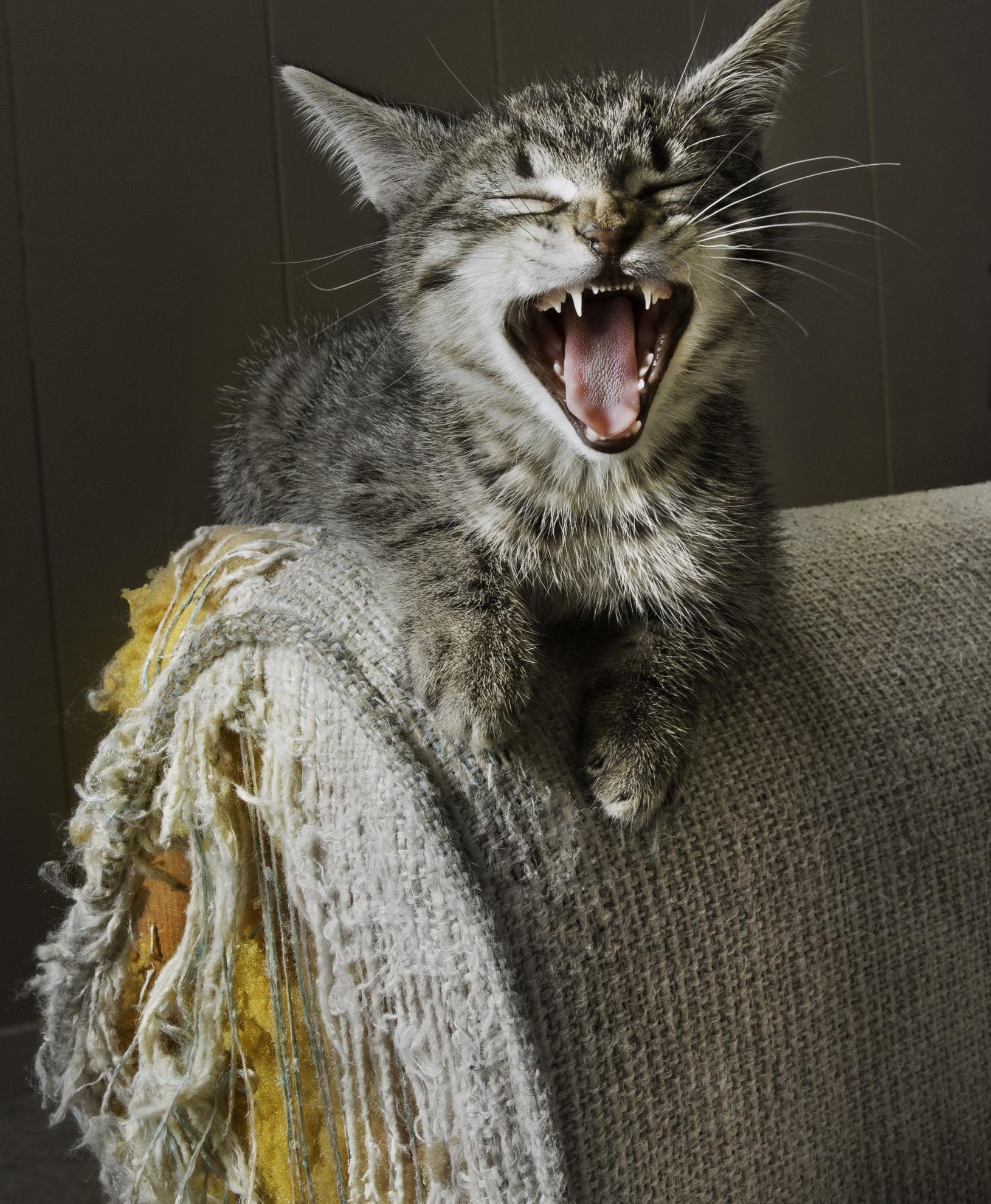 Mon chat fait ses griffes sur le canapé Dog & Cat’pattes