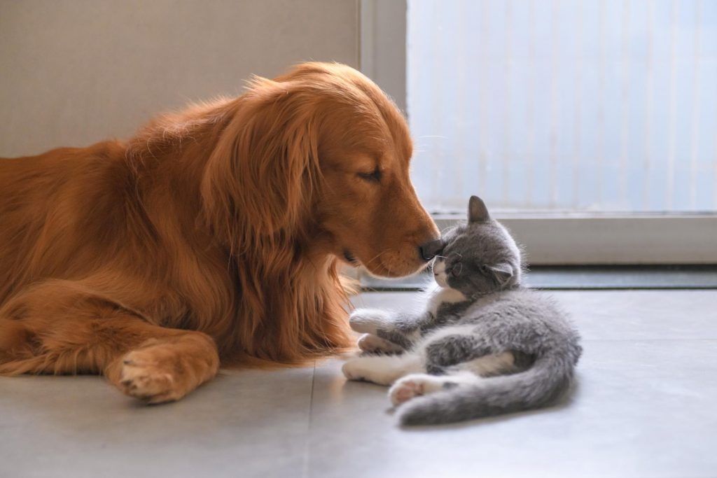 chien chat cohabitation comportement