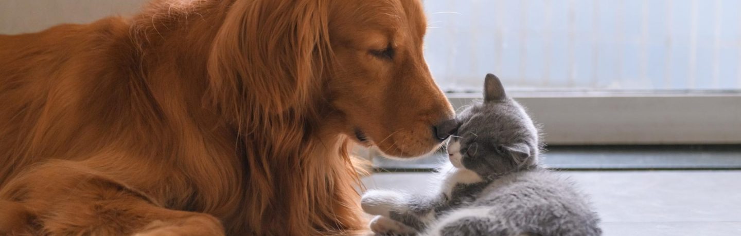 comportementaliste chien et chat