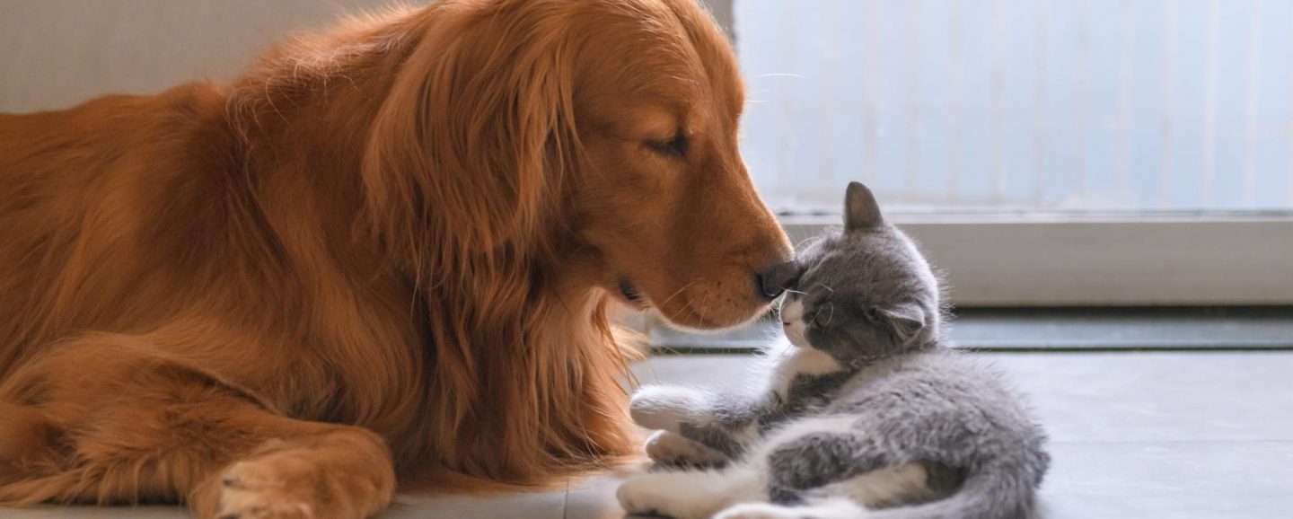 comportementaliste chien chat et éducateur canin