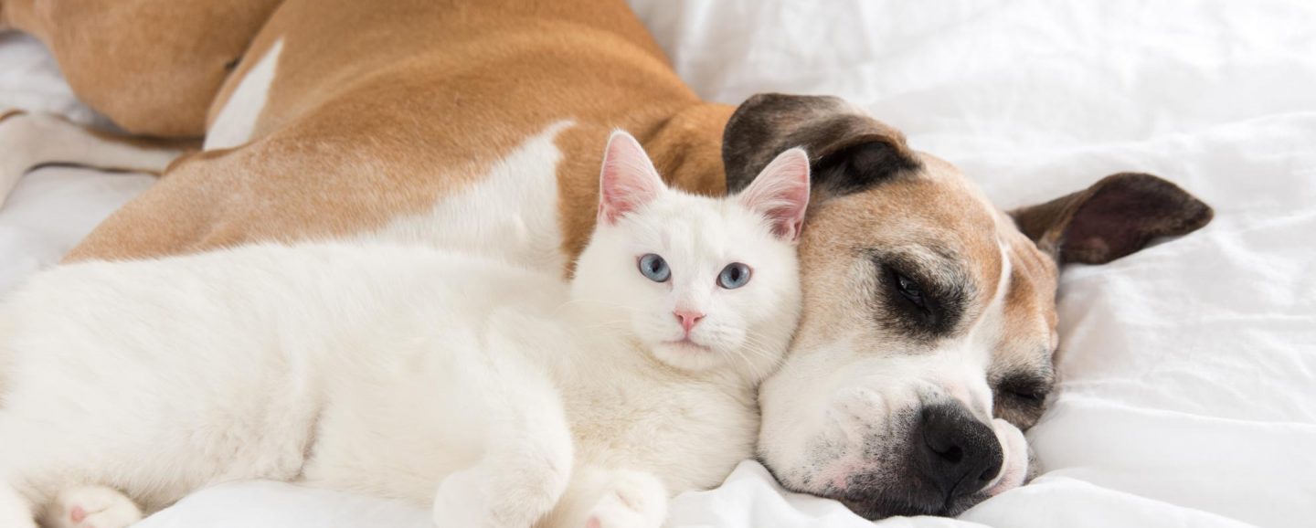 comportementaliste chien chat et éducateur canin