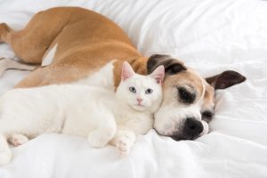 comportement de cohabitation chien chat