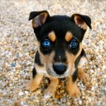 chien chiot comportement conseils adoption