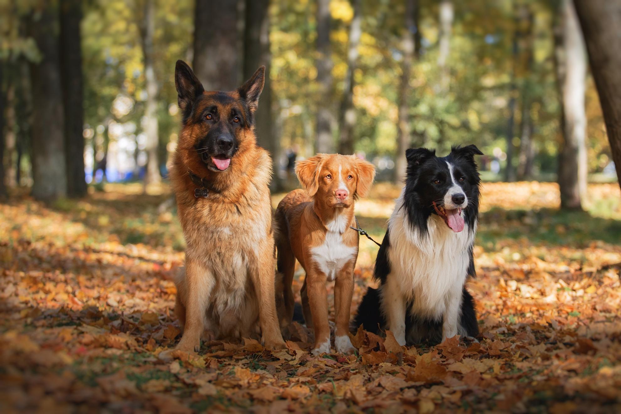 chien_chiot_balade_promenade_collective_education_canine_92 Dog&Cat