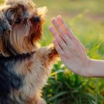 chien éducation canine dressage