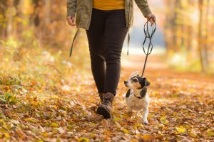 promenade individuelle chien