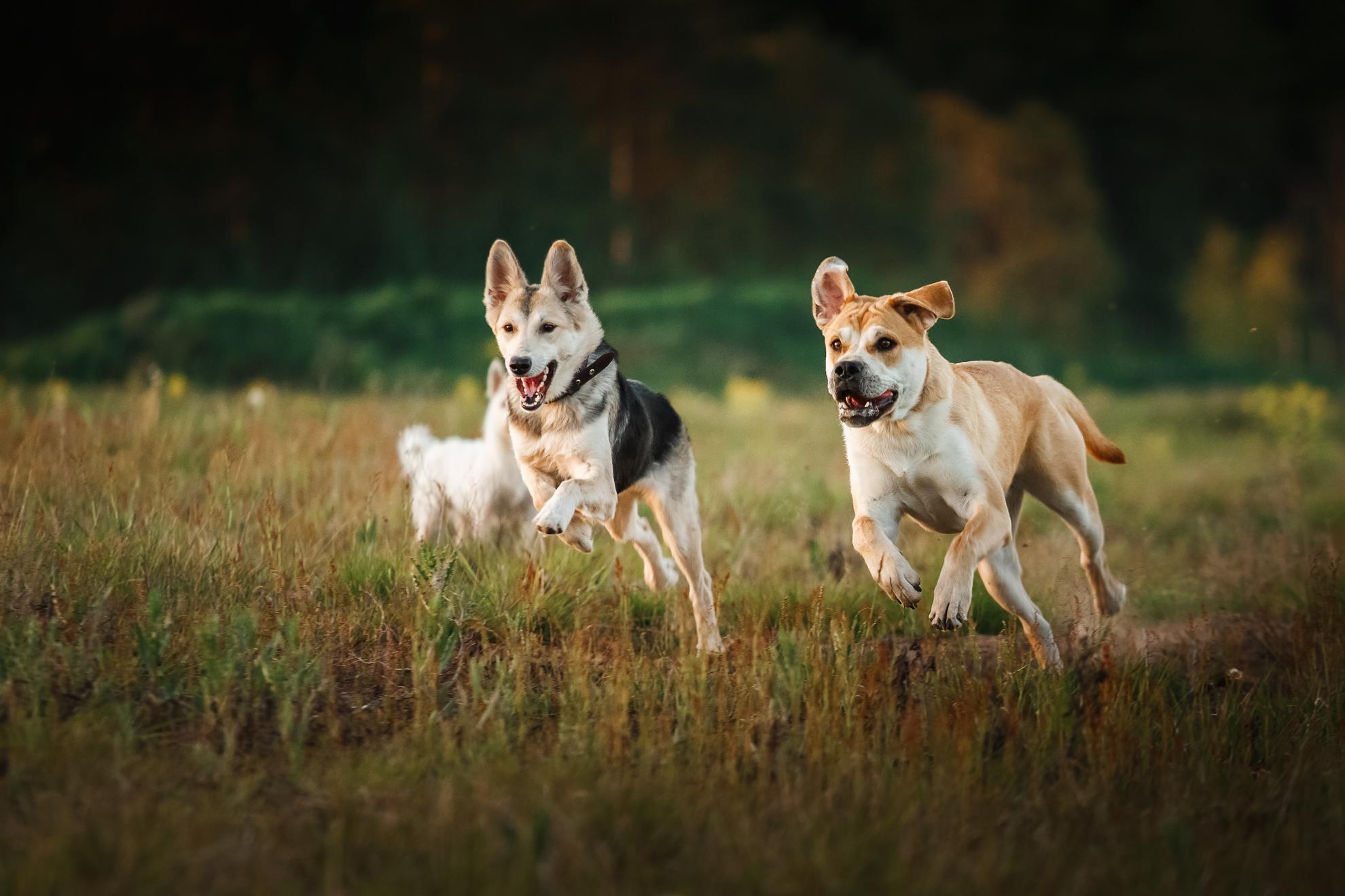 https://www.dog-cat-pattes.fr/data/uploads/2019/01/chien_promenade_balade_collective_for%C3%AAt_meudon_92.jpg