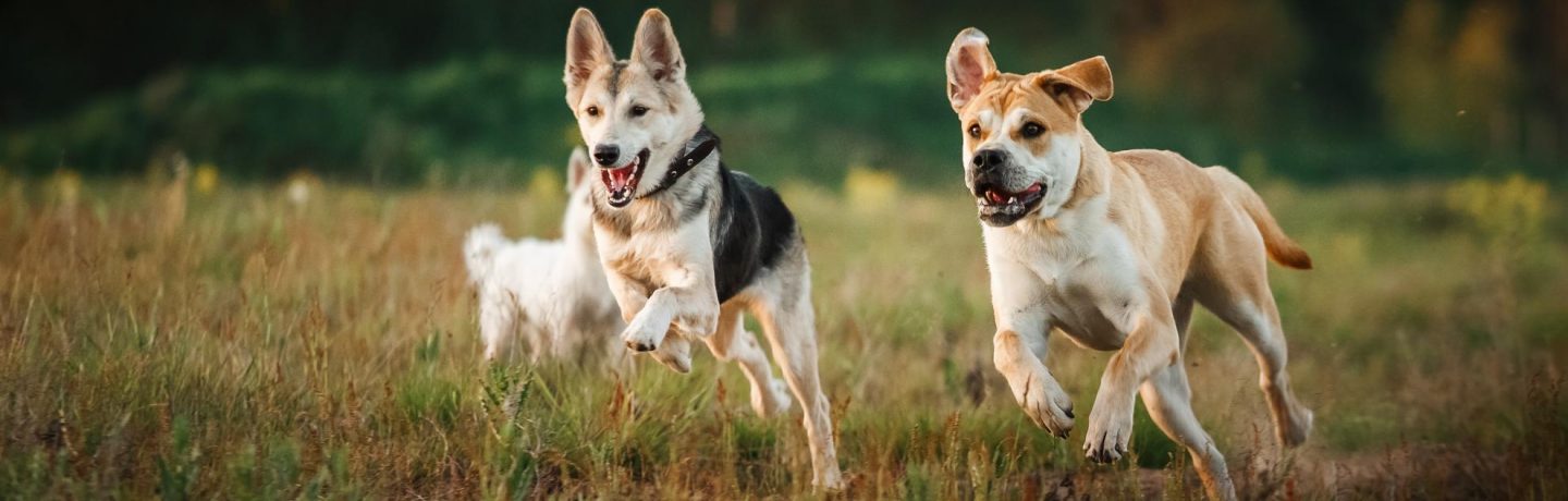 promenade collective chiens