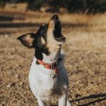 mon chien aboie toute la journée