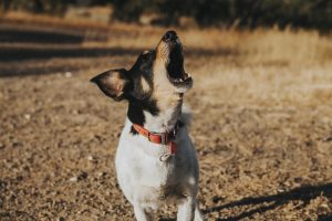 chien qui aboie toute la journée