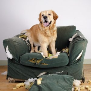 mon chien détruit le canapé